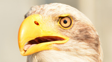 Weißkopf-Seeadler (21).jpg